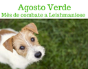 Controle de Vetores de Adamantina promove “Agosto Verde”, mês de conscientização sobre da Leishmaniose