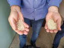 Prefeitura de Adamantina investe em partículas naturais para combater a dengue no município Prefeitura de Adamantina investe em partículas naturais para combater a dengue no município