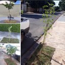 "Programa Adamantina + Verde” planta árvores em calçadas do município de forma gratuita "Programa Adamantina + Verde” planta árvores em calçadas do município de forma gratuita