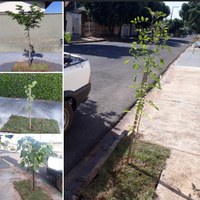 "Programa Adamantina + Verde” planta árvores em calçadas do município de forma gratuita