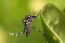 Secretaria de Saúde de Adamantina alerta sobre os perigos da dengue durante o período de chuvas